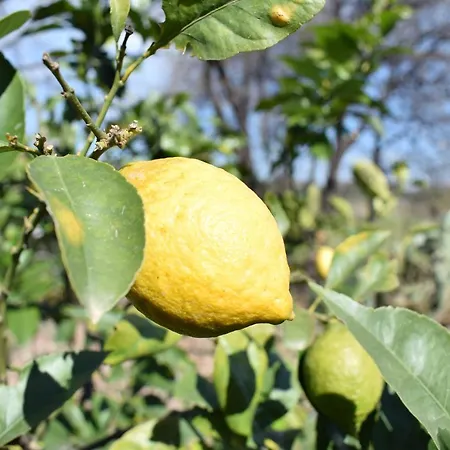 Etna Tra Le Querce * Santa Venerina